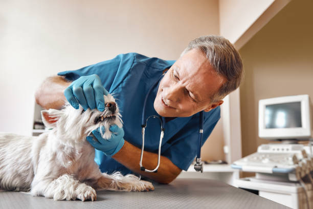 Best Emergency Treatment for Dental Infections or Abscesses in Redington Shores, FL